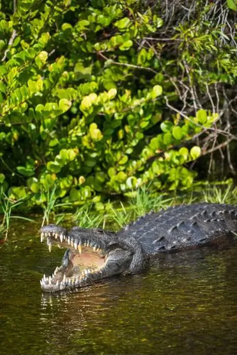 Framed Print : A Crocodile at Everglades National Park, Florida, United States Framed Print : A Crocodile at Everglades National Park, Florida, United States