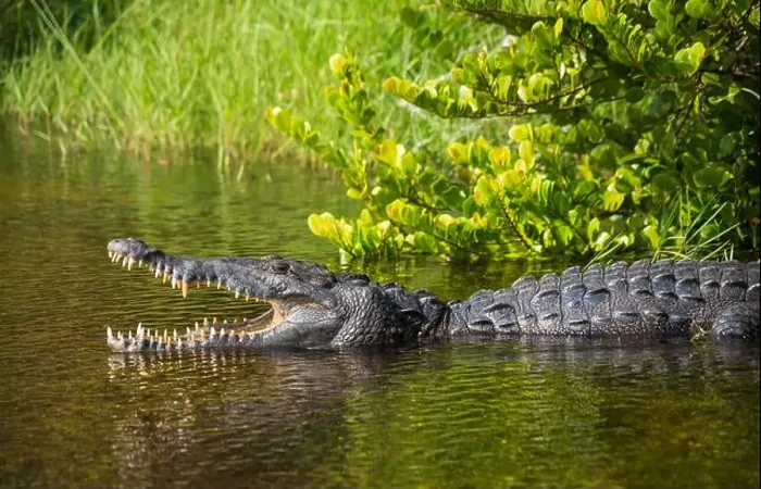 Framed Print : A Crocodile at Everglades National Park, Florida, United States Framed Print : A Crocodile at Everglades National Park, Florida, United States