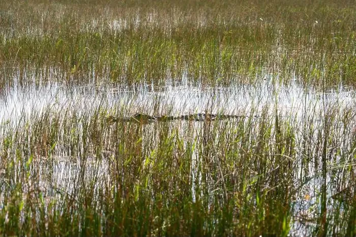 Framed Print : A Crocodile at Everglades National Park, Florida, United States Framed Print : A Crocodile at Everglades National Park, Florida, United States