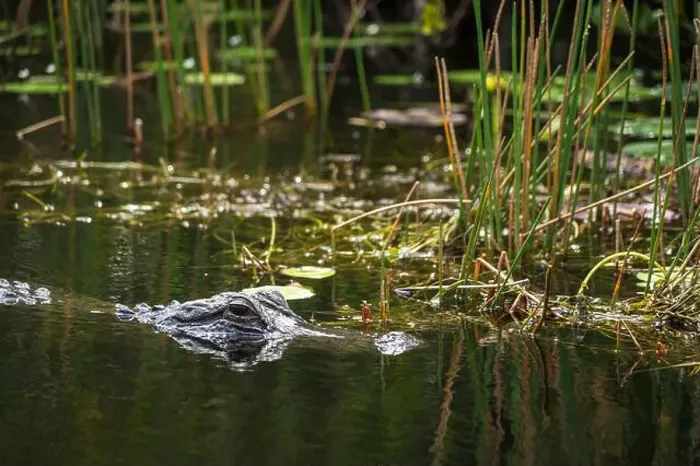 Framed Print : A Crocodile at Everglades National Park, Florida, United States Framed Print : A Crocodile at Everglades National Park, Florida, United States