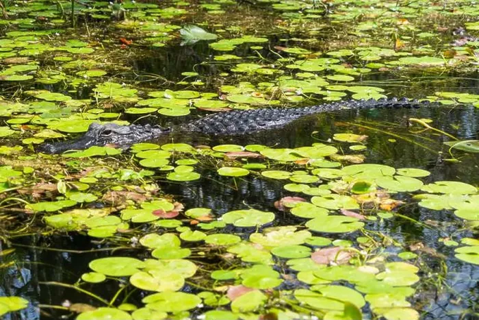 Framed Print : A Crocodile at Everglades National Park, Florida, United States Framed Print : A Crocodile at Everglades National Park, Florida, United States