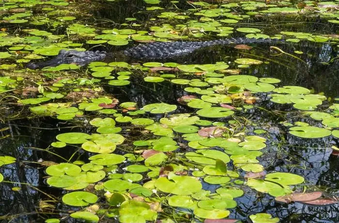 Framed Print : A Crocodile at Everglades National Park, Florida, United States Framed Print : A Crocodile at Everglades National Park, Florida, United States