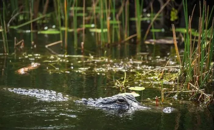 Framed Print : A Crocodile at Everglades National Park, Florida, United States Framed Print : A Crocodile at Everglades National Park, Florida, United States