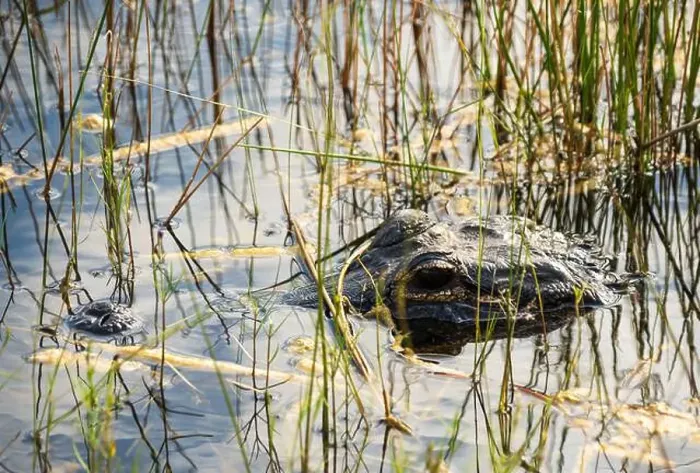 Framed Print : A Crocodile at Everglades National Park, Florida, United States Framed Print : A Crocodile at Everglades National Park, Florida, United States