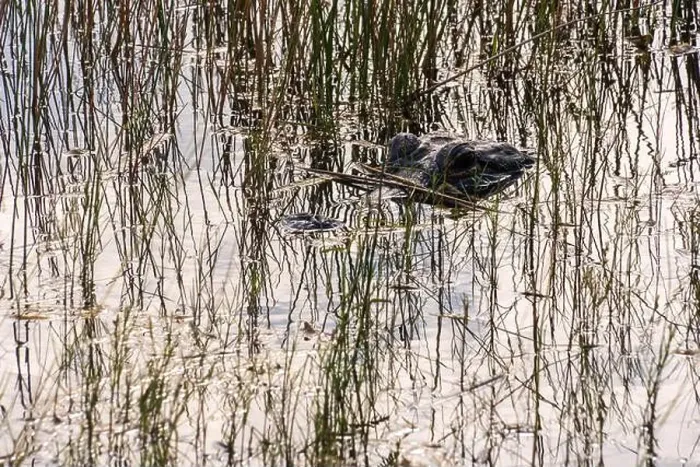 Framed Print : A Crocodile at Everglades National Park, Florida, United States Framed Print : A Crocodile at Everglades National Park, Florida, United States