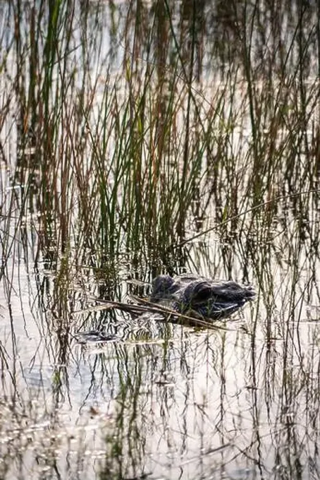 Framed Print : A Crocodile at Everglades National Park, Florida, United States Framed Print : A Crocodile at Everglades National Park, Florida, United States