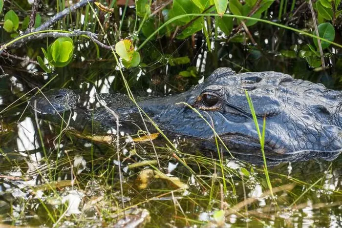 Framed Print : A Crocodile at Everglades National Park, Florida, United States Framed Print : A Crocodile at Everglades National Park, Florida, United States