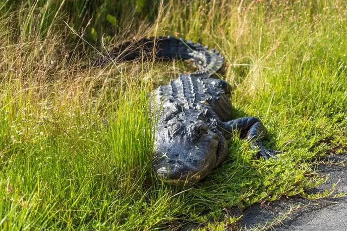 Framed Print : A Crocodile at Everglades National Park, Florida, United States Framed Print : A Crocodile at Everglades National Park, Florida, United States