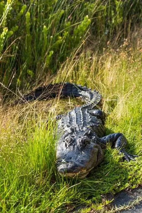 Framed Print : A Crocodile at Everglades National Park, Florida, United States Framed Print : A Crocodile at Everglades National Park, Florida, United States