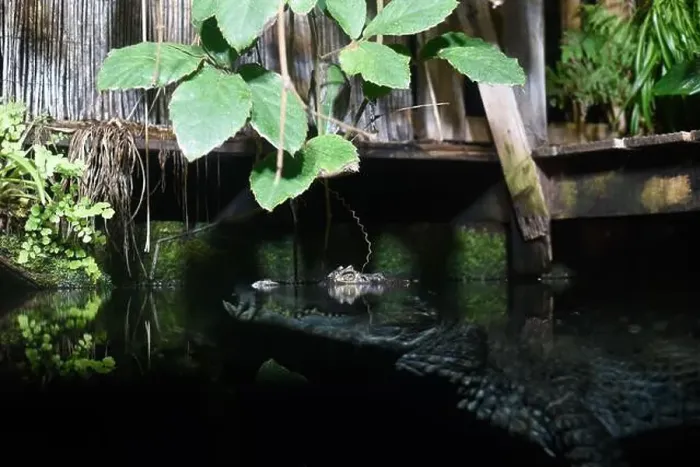 Framed Print : Crocodile head emerging from water with reflection on the surface as it waits for it's prey Framed Print : Crocodile head emerging from water with reflection on the surface as it waits for it's prey