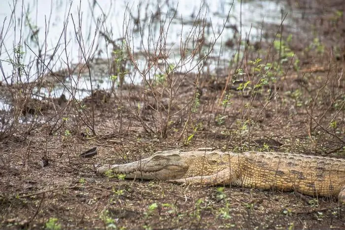 Framed Print : crocodile in Kruger National Park, South Africa Framed Print : crocodile in Kruger National Park, South Africa