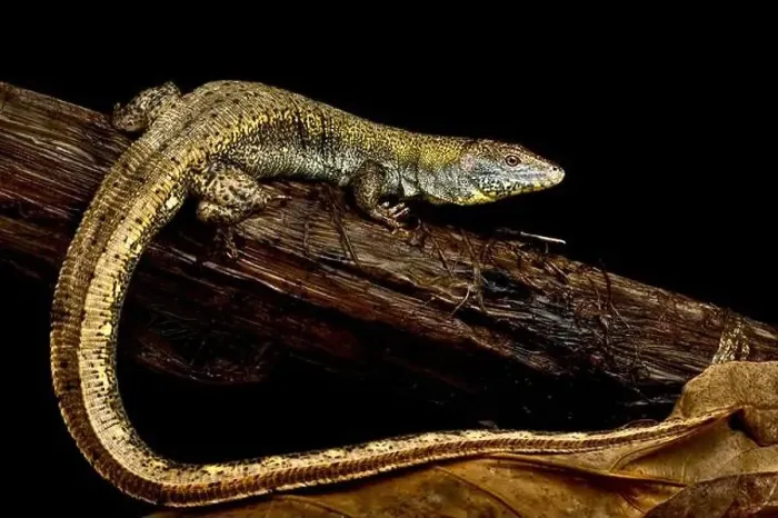 Framed Print : Crocodile lizard (Crocodilurus amazonicus) Framed Print : Crocodile lizard (Crocodilurus amazonicus)
