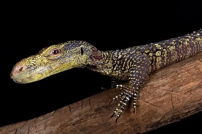 Framed Print : Crocodile monitor (Varanus salvadorii) Framed Print : Crocodile monitor (Varanus salvadorii)