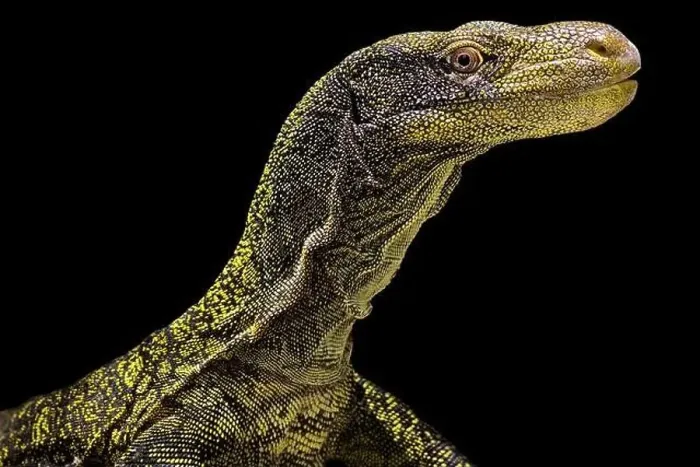 Framed Print : Crocodile monitor (Varanus salvadorii) Framed Print : Crocodile monitor (Varanus salvadorii)
