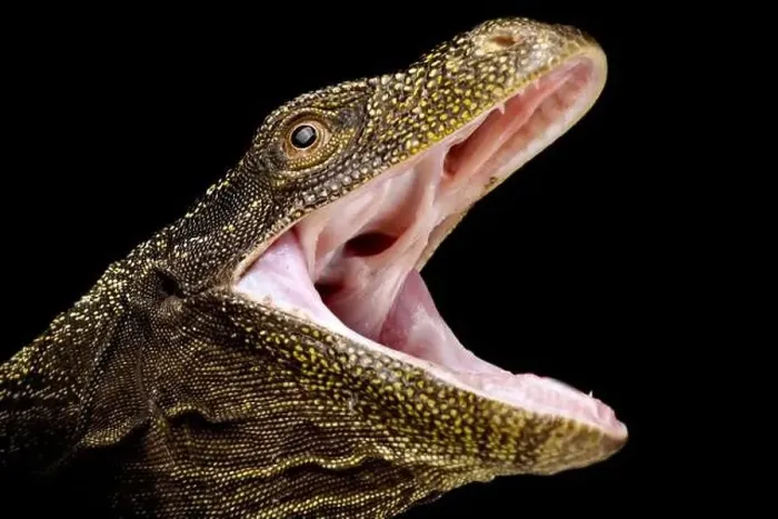 Framed Print : Crocodile monitor (Varanus salvadorii) Framed Print : Crocodile monitor (Varanus salvadorii)