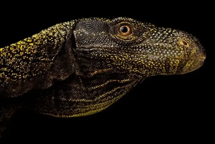 Framed Print : Crocodile monitor (Varanus salvatorii) Framed Print : Crocodile monitor (Varanus salvatorii)