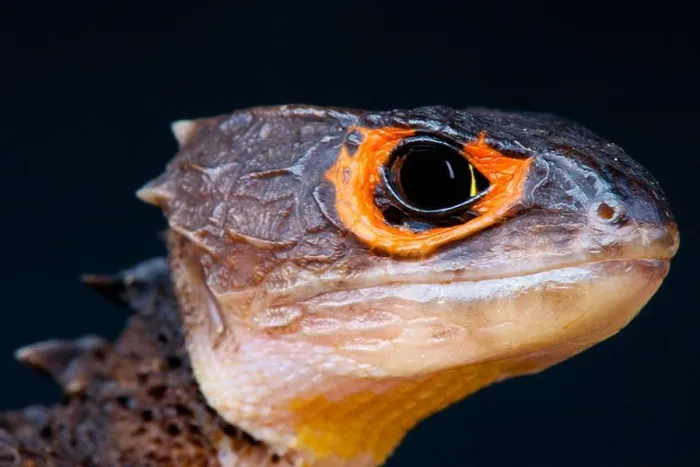 Framed Print : Crocodile skink  /  Tribolonotus gracilis