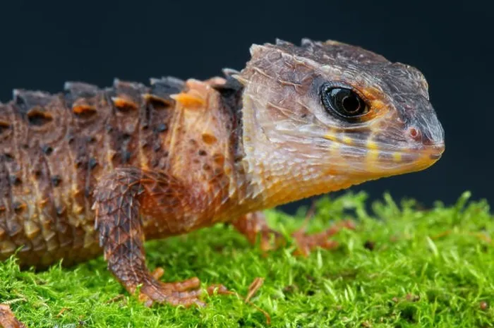 Framed Print : Crocodile skink  /  Tribolonotus novaeguinea