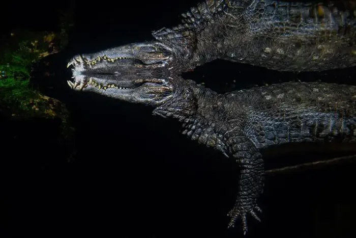 Framed Print : A Crocodile swims and waits underwater with an abstract reflection of the animal and the surrounding environment