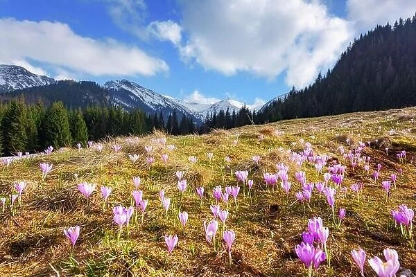 Crocus flowers on spring High Tatras mountains in Kalatowki meadow, Zakopane, Poland. Landscape photography