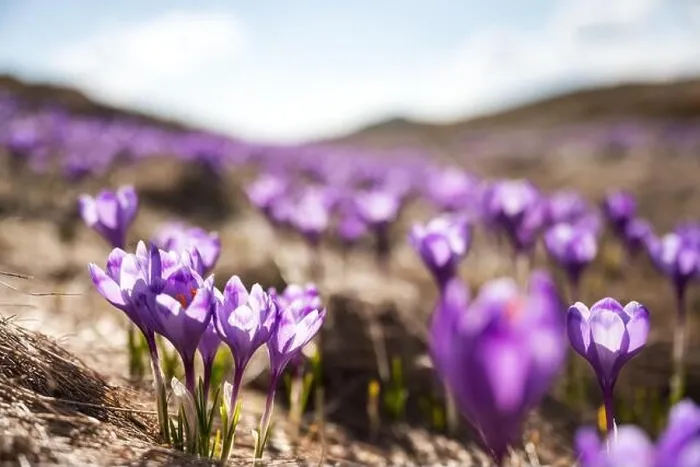 Framed Print : Crocus flowers on spring Ukrainian Carpathians mountains. Landscape photography Framed Print : Crocus flowers on spring Ukrainian Carpathians mountains. Landscape photography