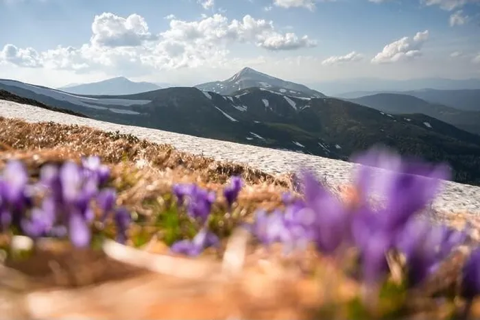 Framed Print : Crocus flowers on spring Ukrainian Carpathians mountains. Landscape photography Framed Print : Crocus flowers on spring Ukrainian Carpathians mountains. Landscape photography