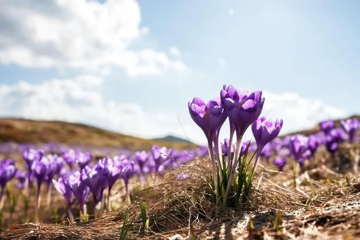 Framed Print : Crocus flowers on spring Ukrainian Carpathians mountains. Landscape photography Framed Print : Crocus flowers on spring Ukrainian Carpathians mountains. Landscape photography