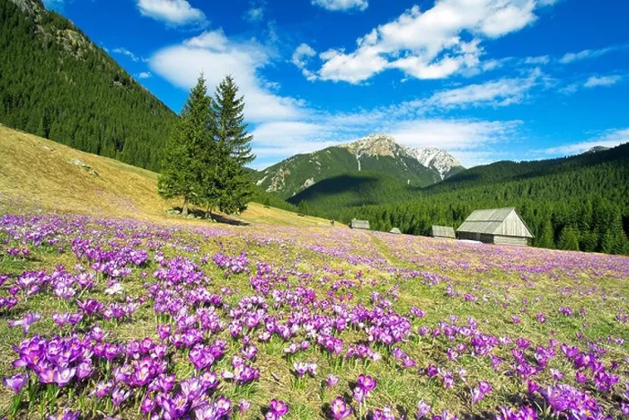 Framed Print : The Crocuses at Chocholowska Valley Tatra Mountains Poland Europe Framed Print : The Crocuses at Chocholowska Valley Tatra Mountains Poland Europe