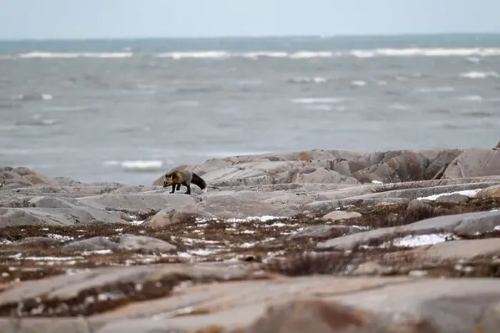 Framed Print : A Cross Fox running along the shore of Hudson Bay not far from Churchill, Manitoba Framed Print : A Cross Fox running along the shore of Hudson Bay not far from Churchill, Manitoba