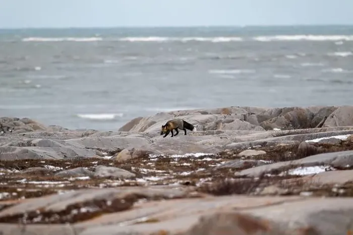 Framed Print : A Cross Fox running along the shore of Hudson Bay not far from Churchill, Manitoba Framed Print : A Cross Fox running along the shore of Hudson Bay not far from Churchill, Manitoba