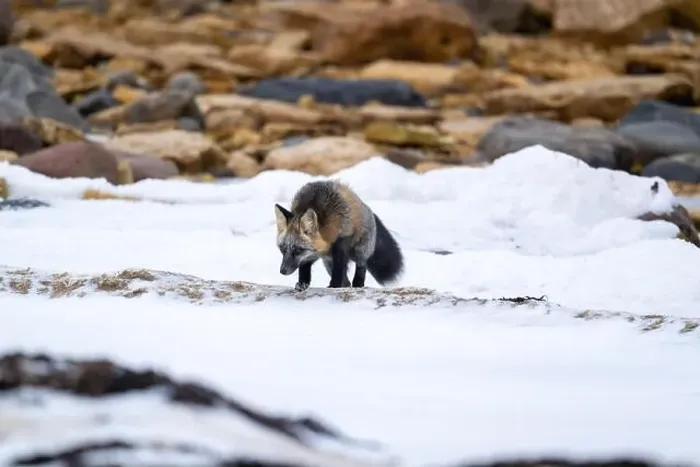 Framed Print : A Cross Fox running along the shore of Hudson Bay not far from Churchill, Manitoba Framed Print : A Cross Fox running along the shore of Hudson Bay not far from Churchill, Manitoba