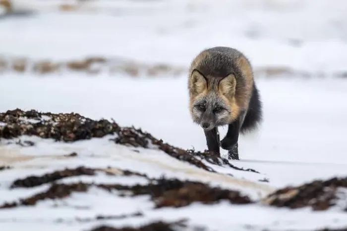 Framed Print : A Cross Fox running along the shore of Hudson Bay not far from Churchill, Manitoba Framed Print : A Cross Fox running along the shore of Hudson Bay not far from Churchill, Manitoba