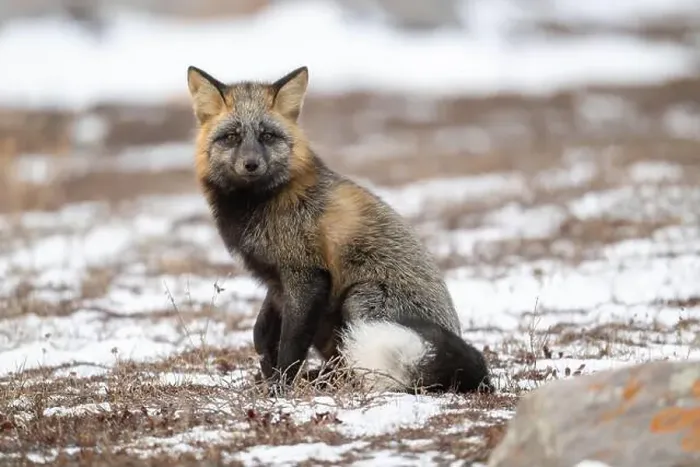 Framed Print : Cross Fox sitting on snow covered ground along the Hudson Bay Framed Print : Cross Fox sitting on snow covered ground along the Hudson Bay