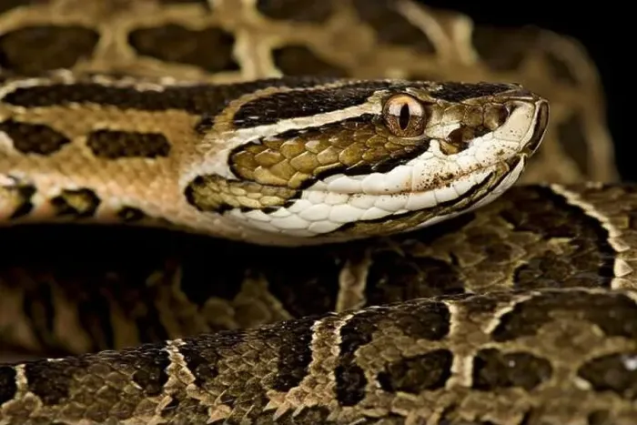 Framed Print : Crossed pitviper (Bothrops alternatus)