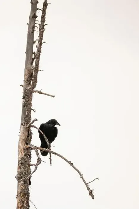 Framed Print : Crow Perched on Dead Tree in Yellowstone National Park