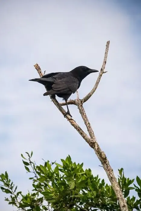 Framed Print : A Crow in a Tree, the Swamps of Everglades National Park, Florida, United States, USA Framed Print : A Crow in a Tree, the Swamps of Everglades National Park, Florida, United States, USA