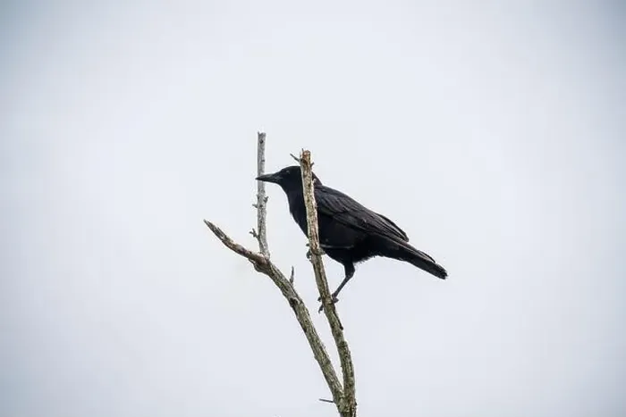 Framed Print : A Crow in a Tree, the Swamps of Everglades National Park, Florida, United States, USA Framed Print : A Crow in a Tree, the Swamps of Everglades National Park, Florida, United States, USA