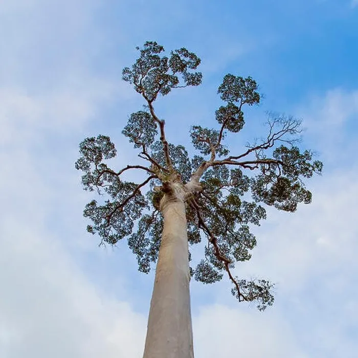 Framed Print : The crown of the giant tree Koompassia excelsa (also known as Tualang or Mengaris) from Tabin, Sabah, Borneo