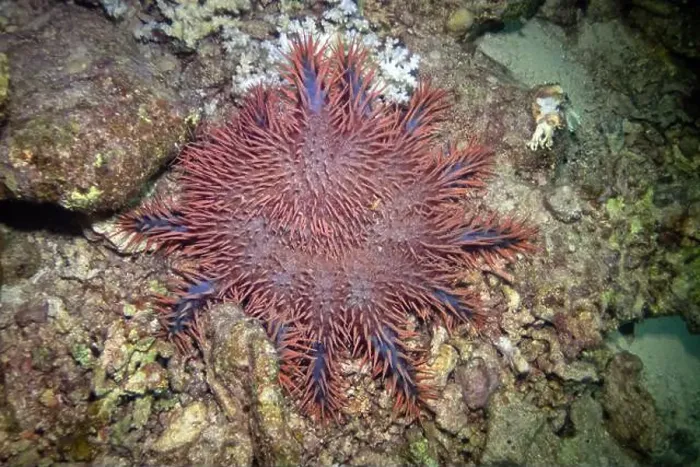 Framed Print : Crown-of-thorns starfish in Red Sea near Marsa Alam, Egypt Framed Print : Crown-of-thorns starfish in Red Sea near Marsa Alam, Egypt