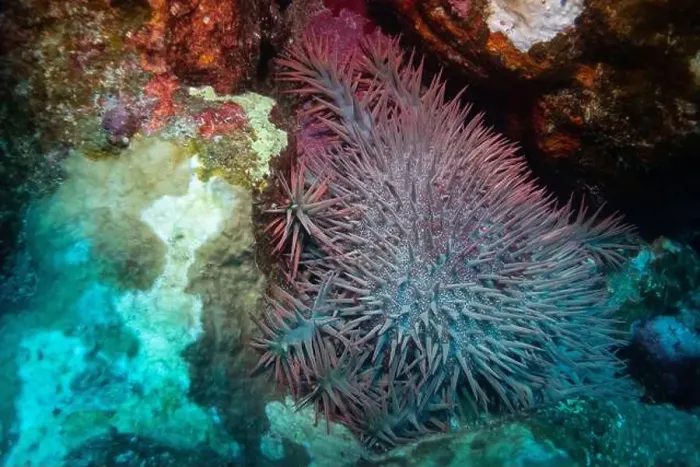 Framed Print : Crown-of-thorns starfish in Red Sea near Marsa Alam, Egypt Framed Print : Crown-of-thorns starfish in Red Sea near Marsa Alam, Egypt
