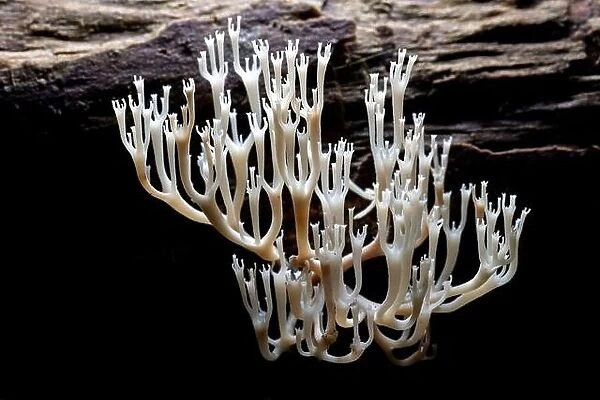 Crown-tipped Coral Fungus or Crown Coral Fungus (Artomyces pyxidatus) - DuPont State Recreational Forest - Cedar Mountain, near Brevard, North Carolin