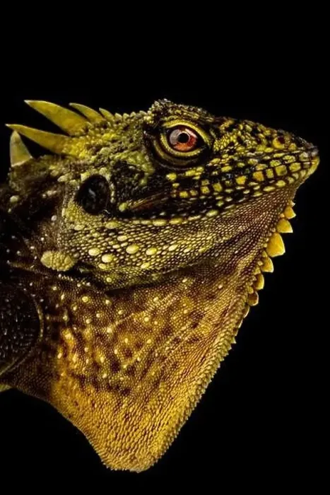 Framed Print : Crowned Forest Dragon (Lophosaurus dilophus) Framed Print : Crowned Forest Dragon (Lophosaurus dilophus)