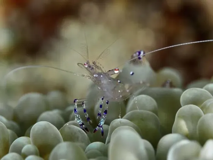 Framed Print : Crystal clear shrimp, Saravati anemone partner shrimp (Ancylomenes sarasvati) Framed Print : Crystal clear shrimp, Saravati anemone partner shrimp (Ancylomenes sarasvati)