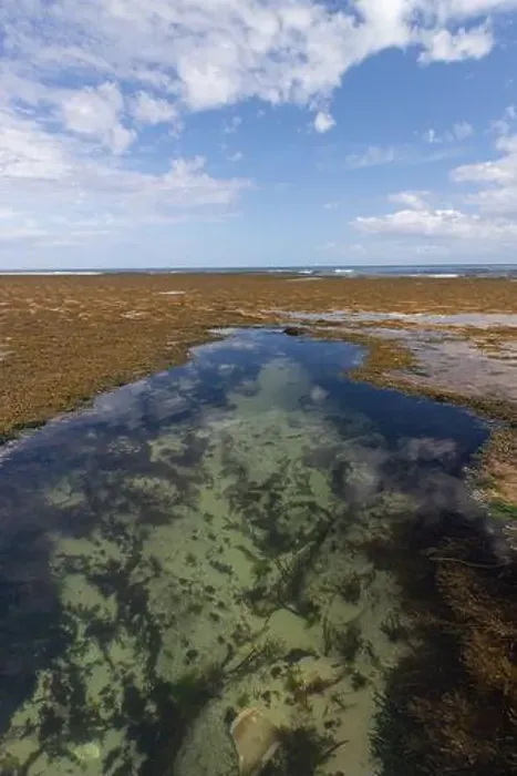 Framed Print : Crystal-clear tidal pool reflecting sky with seaweed