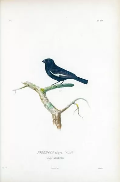 Cuban bullfinch, illustration