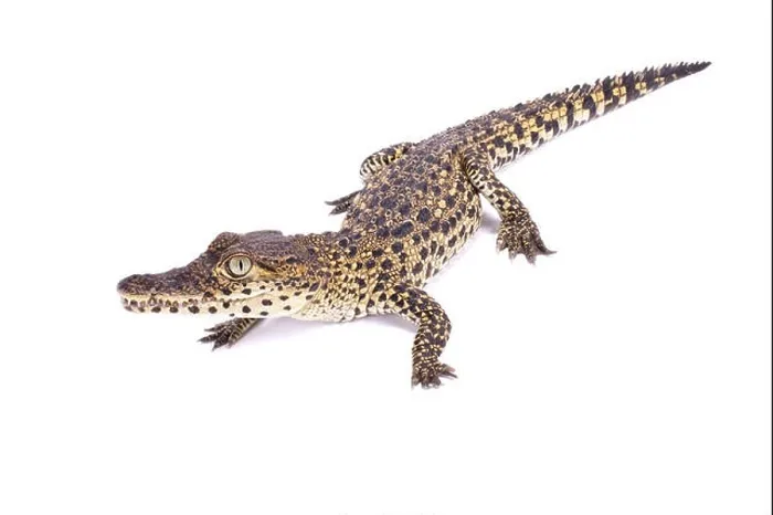 Framed Print : Cuban crocodile, Crocodylus rhombifer