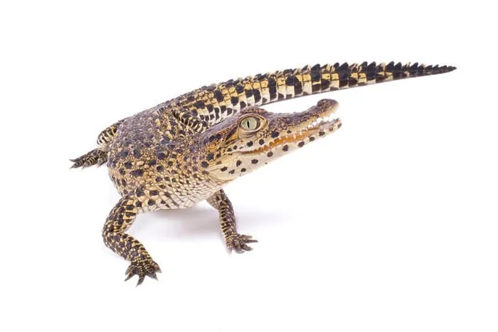 Framed Print : Cuban crocodile, Crocodylus rhombifer