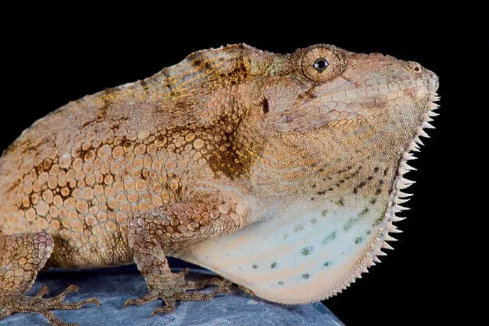 Framed Print : The Cuban giant bearded anole (Anolis barbatus) is a giant Framed Print : The Cuban giant bearded anole (Anolis barbatus) is a giant