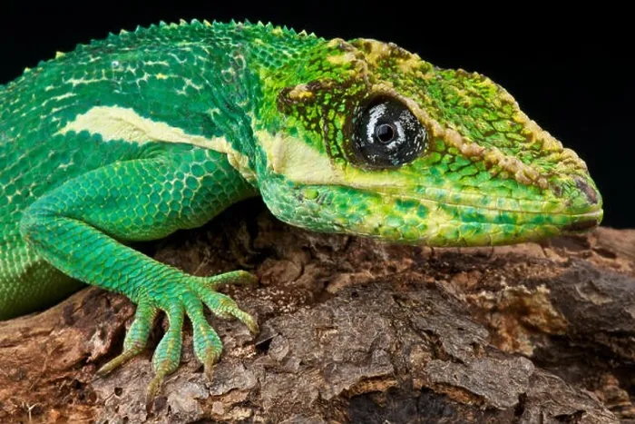 Framed Print : Cuban knight Anole  /  Anolis equestris