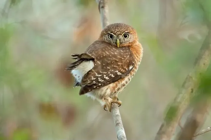 Framed Print : Cuban pygmy owl (Glaucidium siju) is a species of owl in the family Strigidae that is endemic to Cuba Framed Print : Cuban pygmy owl (Glaucidium siju) is a species of owl in the family Strigidae that is endemic to Cuba